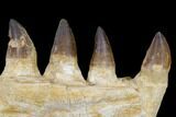 Mosasaur (Prognathodon) Jaw Section - Morocco #115784-2